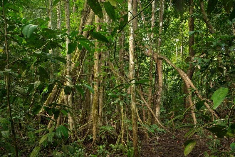 Lowland Forest in Papua © JOHAN VAN ROY via Greenpeace Media