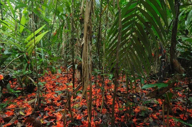 Lowland Rainforest in West Papua © Bernard Van Elegem via Greenpeace Media