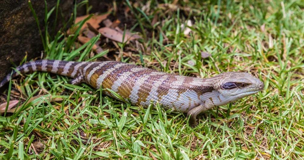 Eastern Blue Tongue Skink