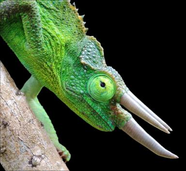 Jacksons chameleon