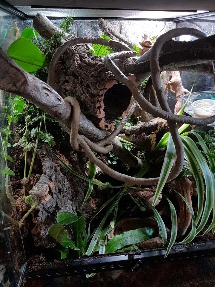 Crested Gecko enclosure photo Contributed by Jade Farrington