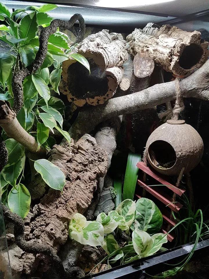 Crested Gecko enclosure photo Contributed by Jade Farrington