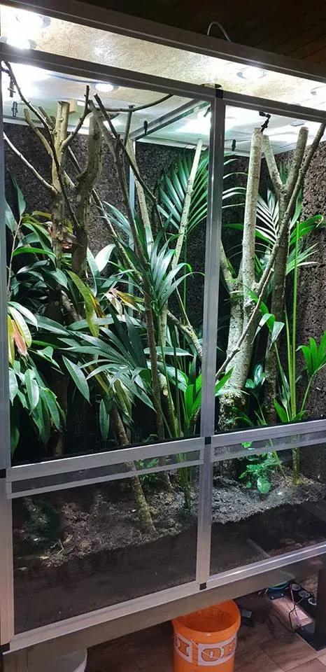 Leaf-tailed Gecko Terrarium Photo Contributed by Jan Oo