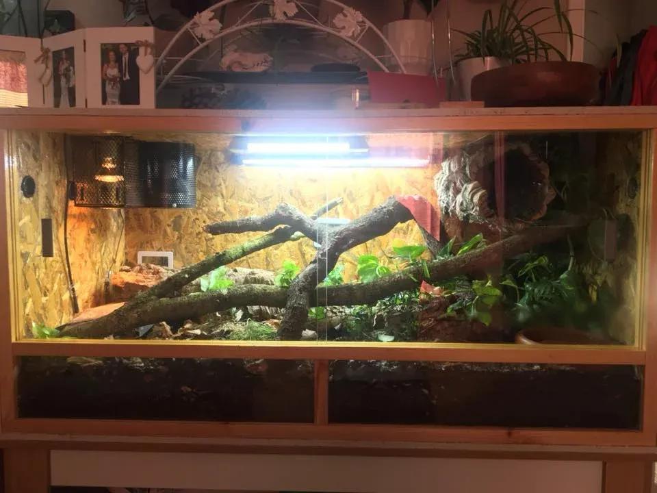 Ball Python enclosure photo Contributed by Jemma Read