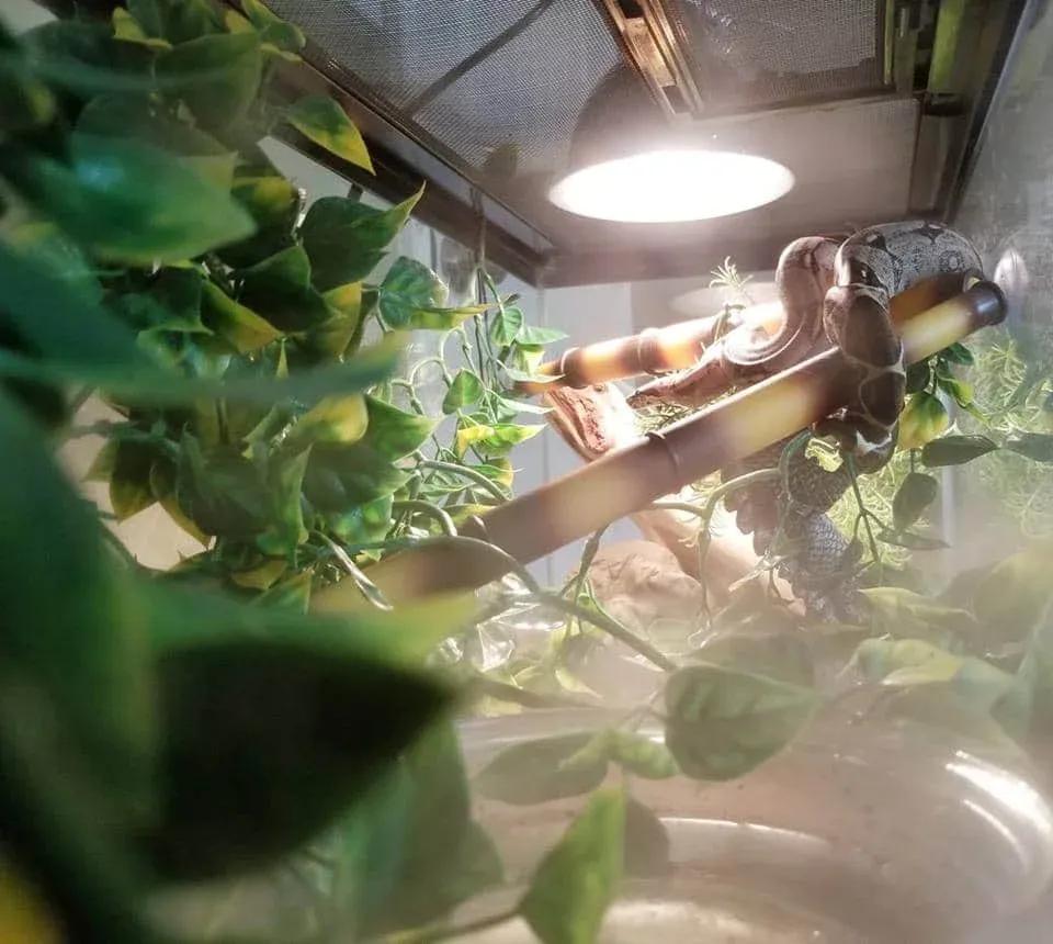 Boa Enclosure Photo Contributed by Jessica Snyder