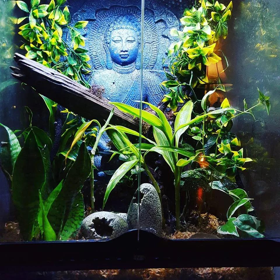 Crested Gecko enclosure photo Contributed by Jonathan Secrist