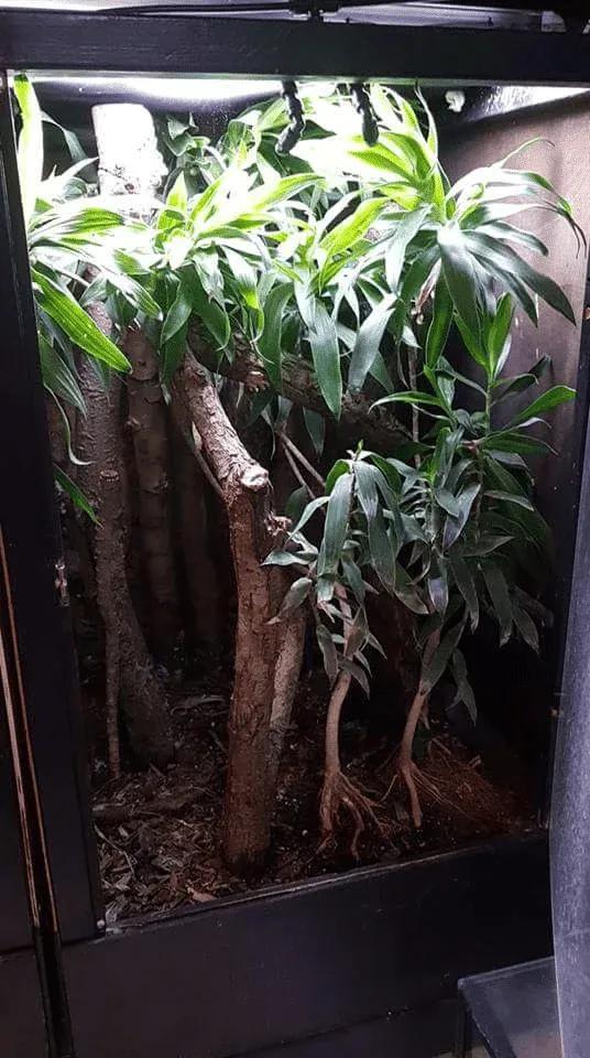 Leaf-tailed Gecko Terrarium Photo Contributed by Justin la Rue