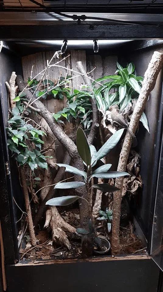 Leaf-tailed Gecko Terrarium Photo Contributed by Justin la Rue