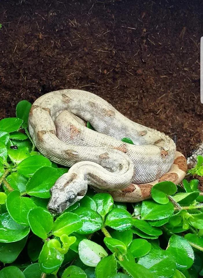 Boa constrictor sabogae (Pearl Island Boa)