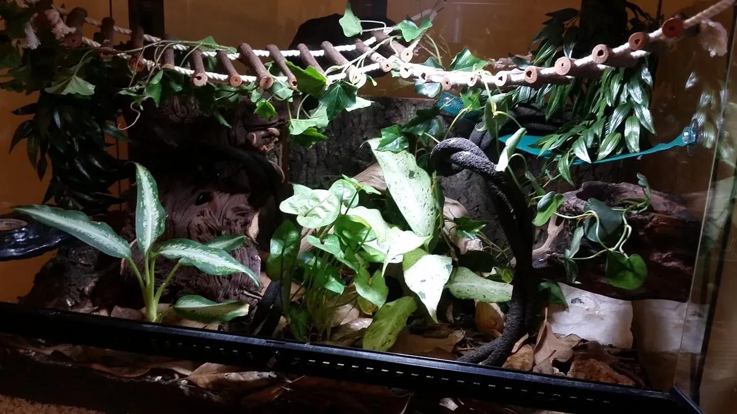 Crested Gecko enclosure photo Contributed by Katie Wilkins