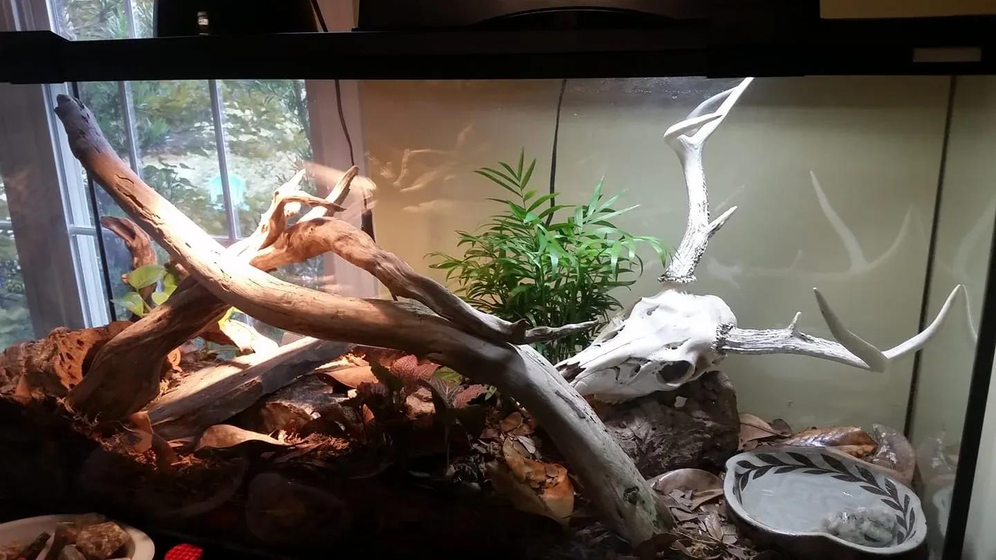 Corn snake enclosure photo Contributed by Katie Wilkins