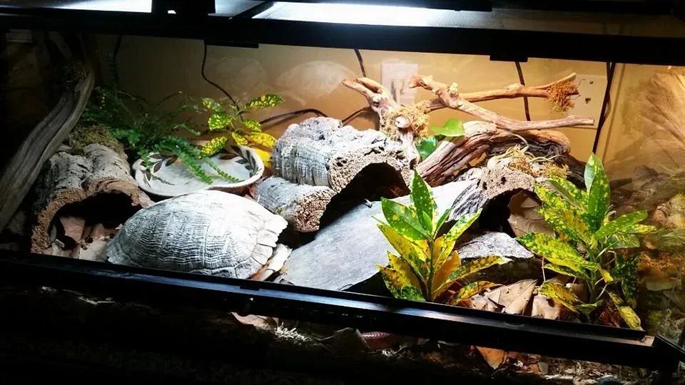 Corn snake enclosure photo Contributed by Katie Wilkins