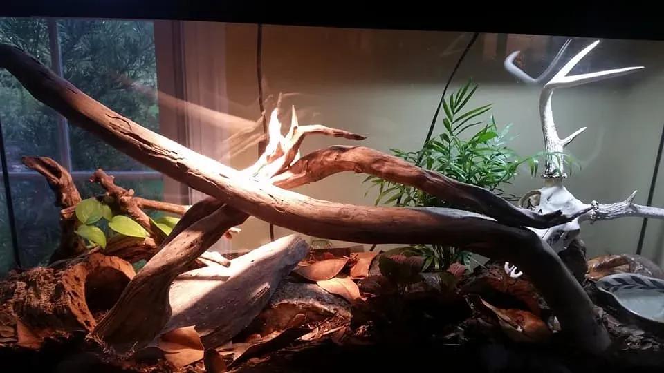 Corn snake enclosure photo Contributed by Katie Wilkins