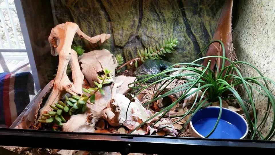 Hognose Snake enclosure photo Contributed by Katie Wilkins