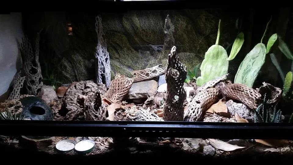 Leopard Gecko Enclosure Photo Contributed by Katie Wilkins