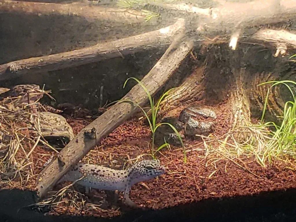 Leopard Gecko Enclosure Photo Contributed by Kaylee Quinn