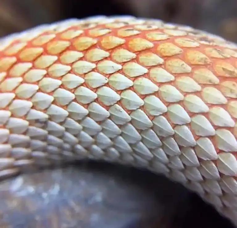 Close up of Hognose scales