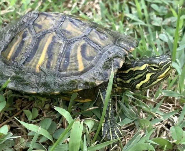 Cumberland Slider (Trachemys scripta troostii)