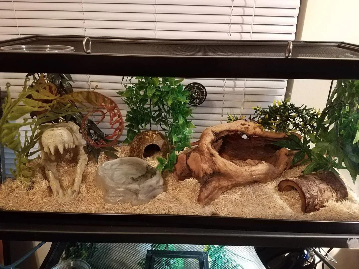 Corn snake enclosure photo Contributed by Laura Hanna