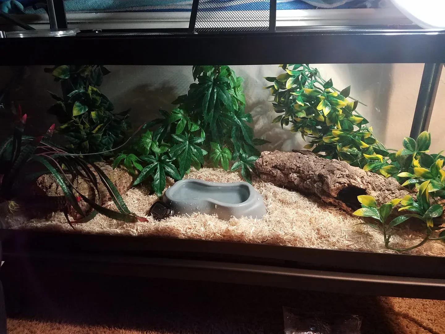 Corn snake enclosure photo Contributed by Laura Hanna