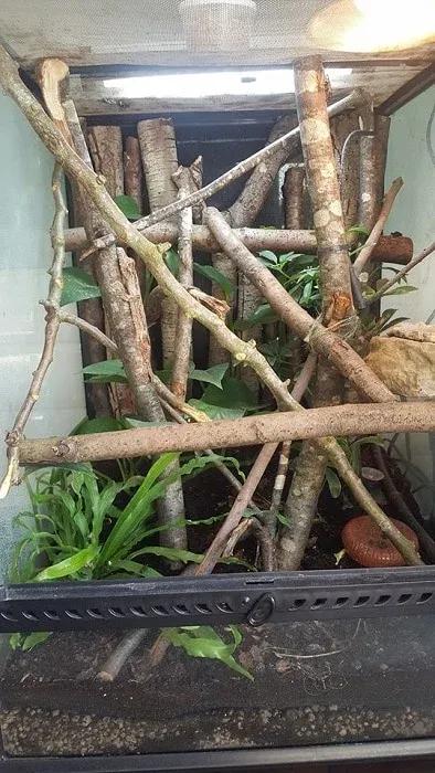 Leaf-tailed Gecko Terrarium Photo Contributed by Lindon Fawcus