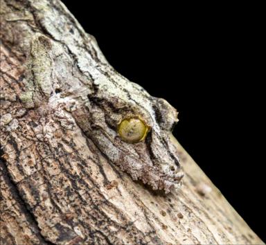 Leaf tailed gecko