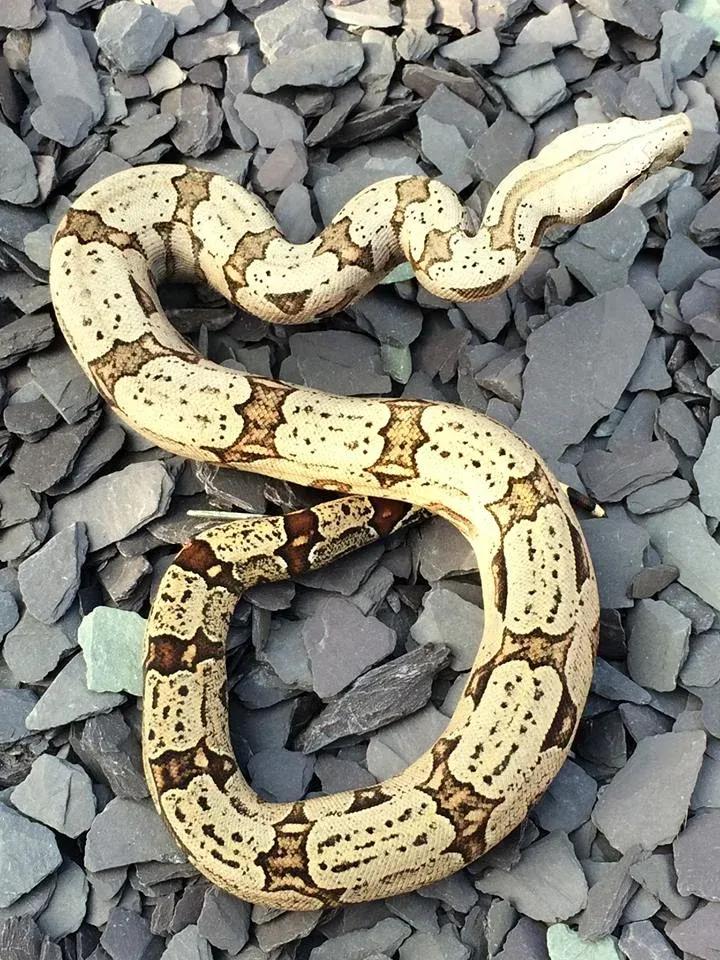 Boa constrictor amarali (Bolivian Silver Back/Short Tail Boa)