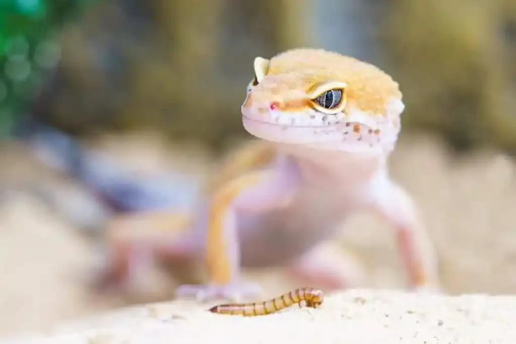 Leopard gecko standing over a mealworm