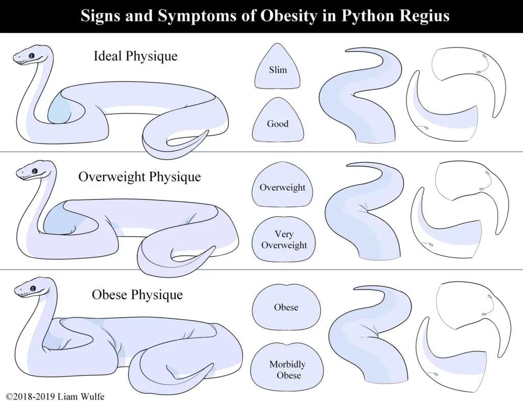 Signs & Symptoms of Obesity in Python Regius