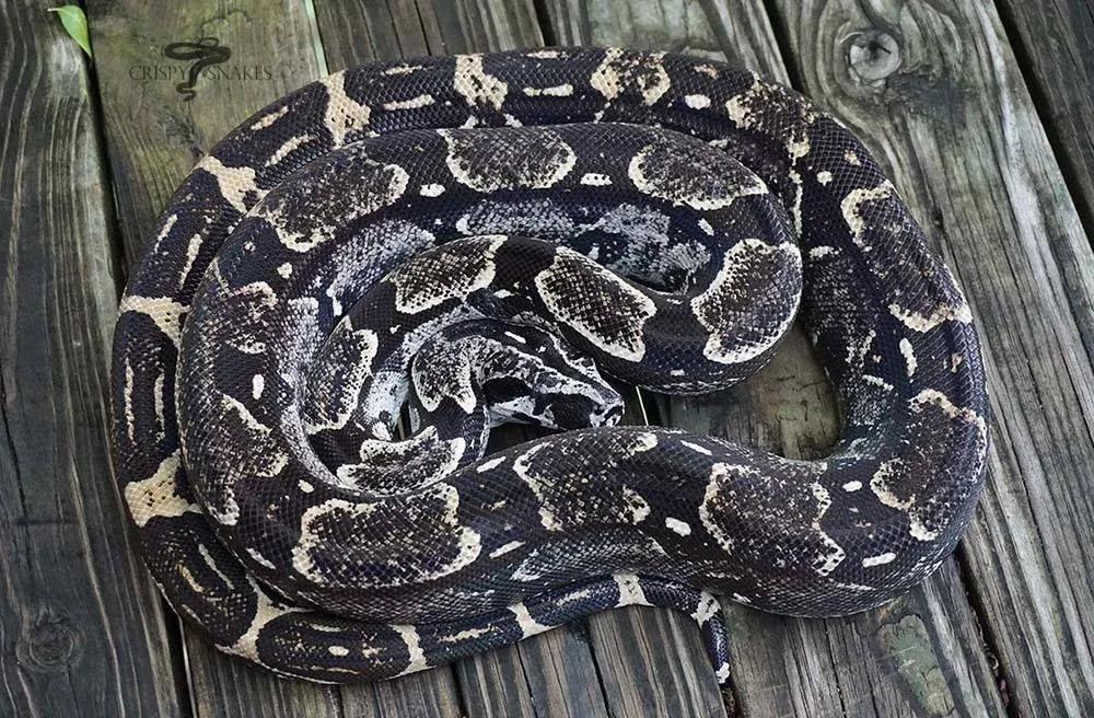 Boa constrictor longicauda (Peruvian Long Tail Boa)