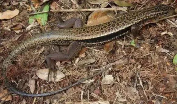 Tupinambis longilineus (Rodonia tegu)