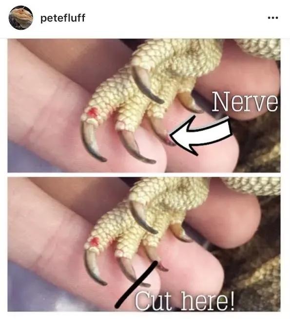 Lizard Nails