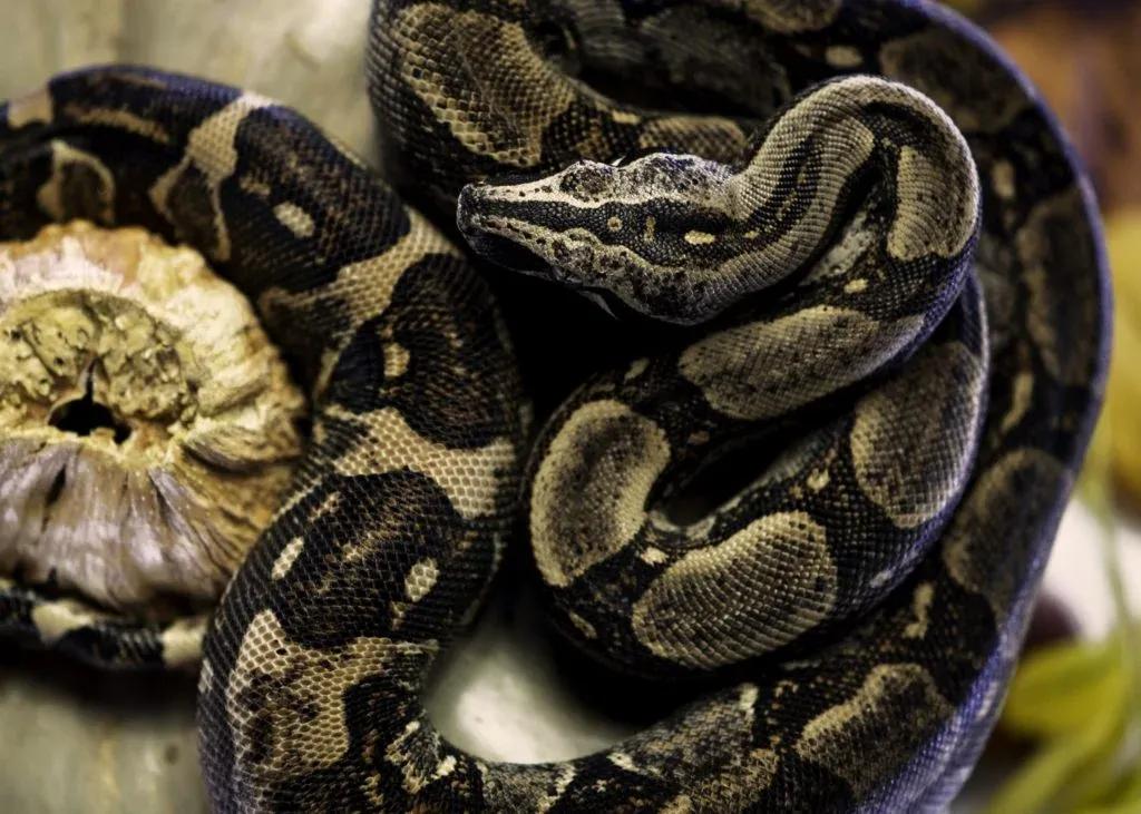 Boa constrictor longicauda (Peruvian Long Tail Boa)