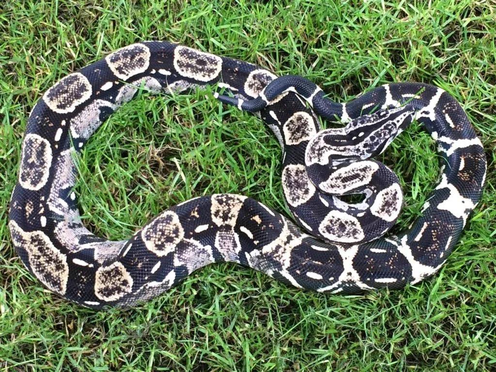 Boa constrictor longicauda (Peruvian Long Tail Boa)
