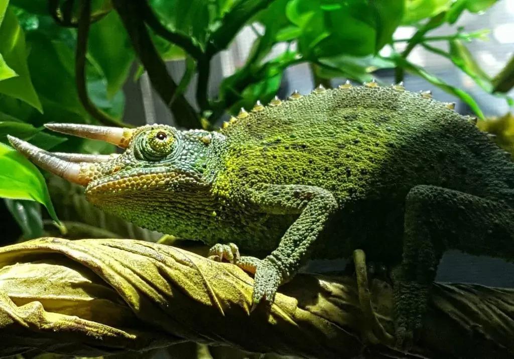 Jackson's chameleon on a vine looking at the camera