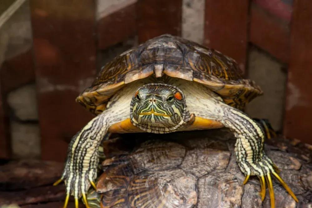 Male red-eared slider — has long front claws