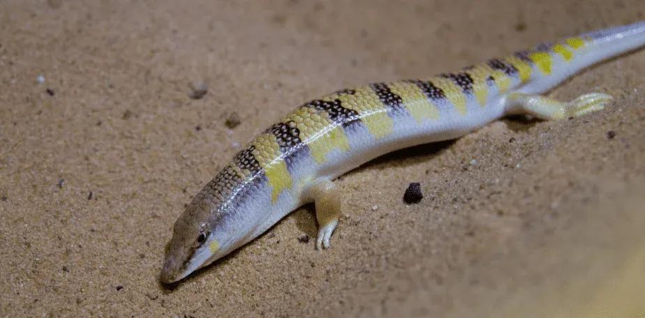 Potential male S. scincus