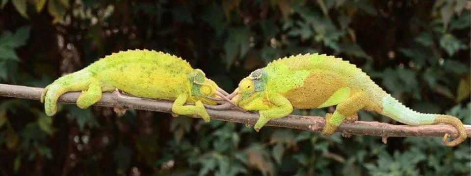 2 male Jackson's Chameleons fighting
