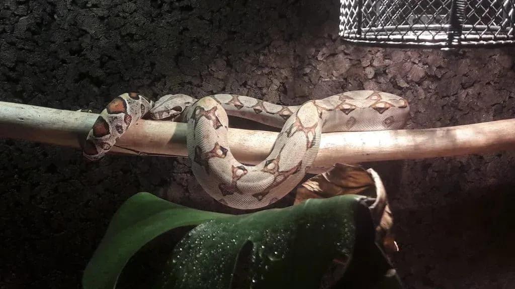 Basking Boa Marcel Grafe