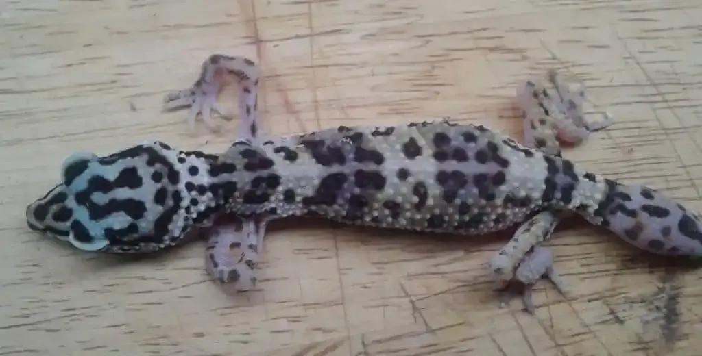 Leopard gecko with Metabolic Bone Disease (MBD)