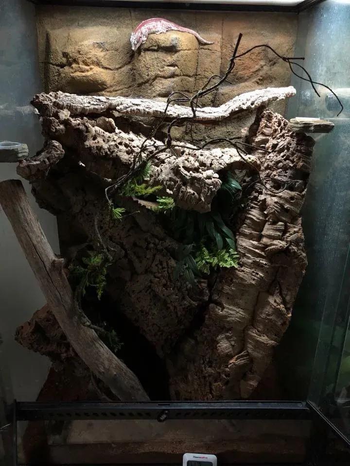 Gargoyle Gecko enclosure photo Contributed by Melissa Baer