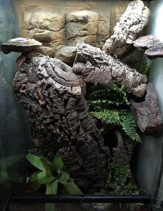 Gargoyle Gecko enclosure photo Contributed by Melissa Baer