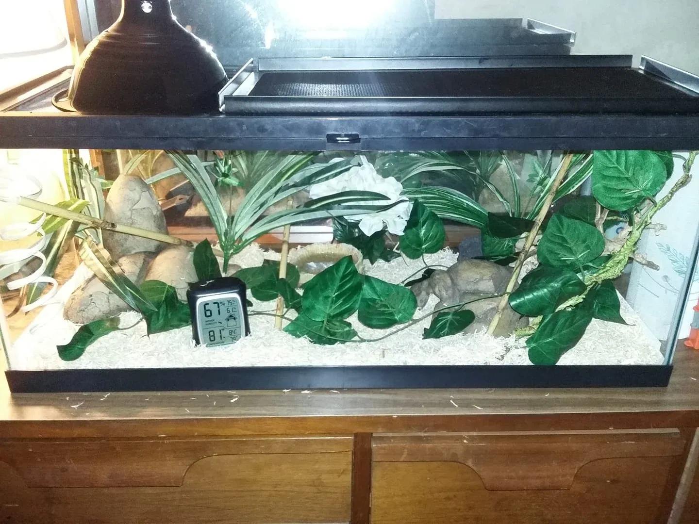 Corn snake enclosure photo Contributed by Michelle Barkdoll