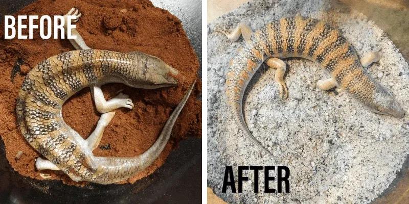 Two photos of the same S. scincus, before and after rehabilitation