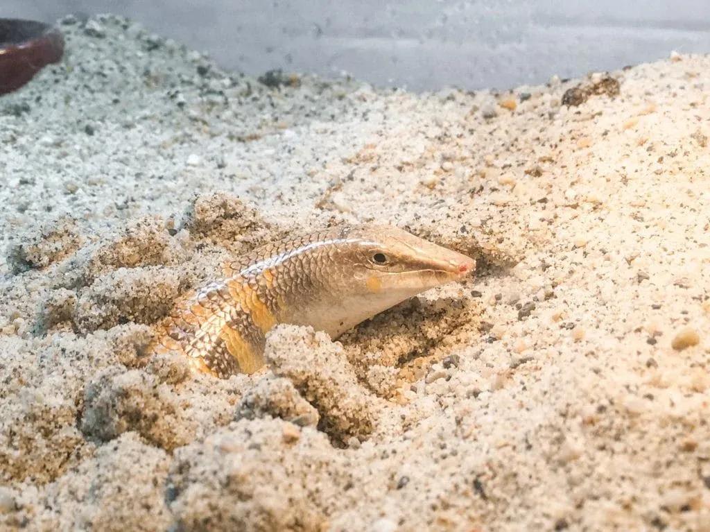 Sandfish in sand in enclosure
