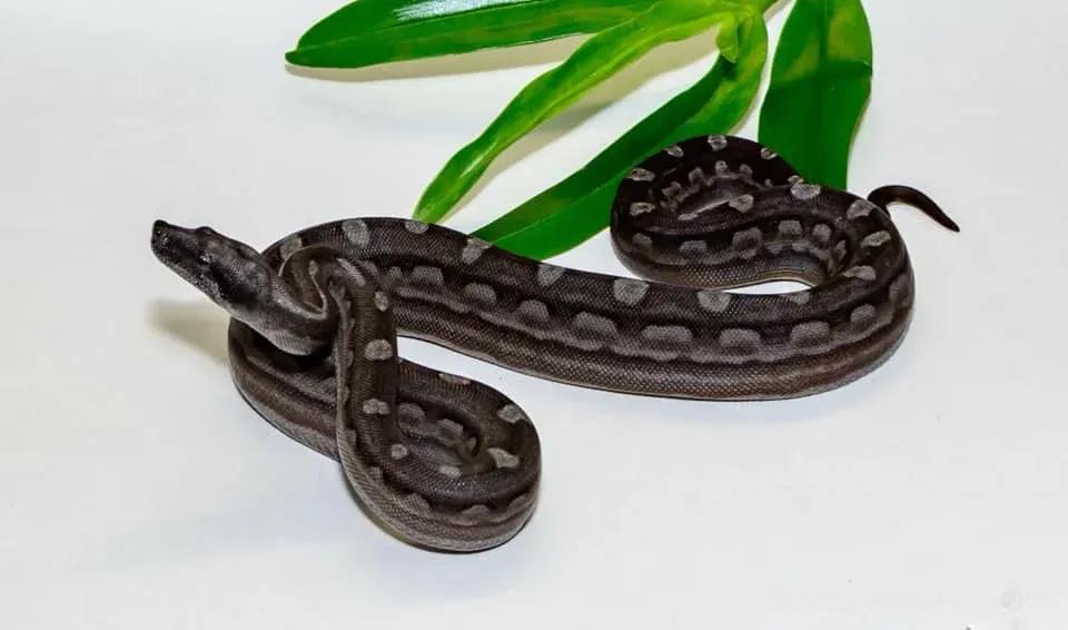 motley bco argentine boa het T samantha demarco