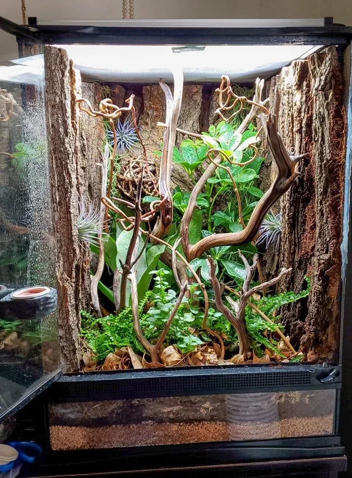 Mourning Gecko Enclosure Photo Contributed by Mariah Healey