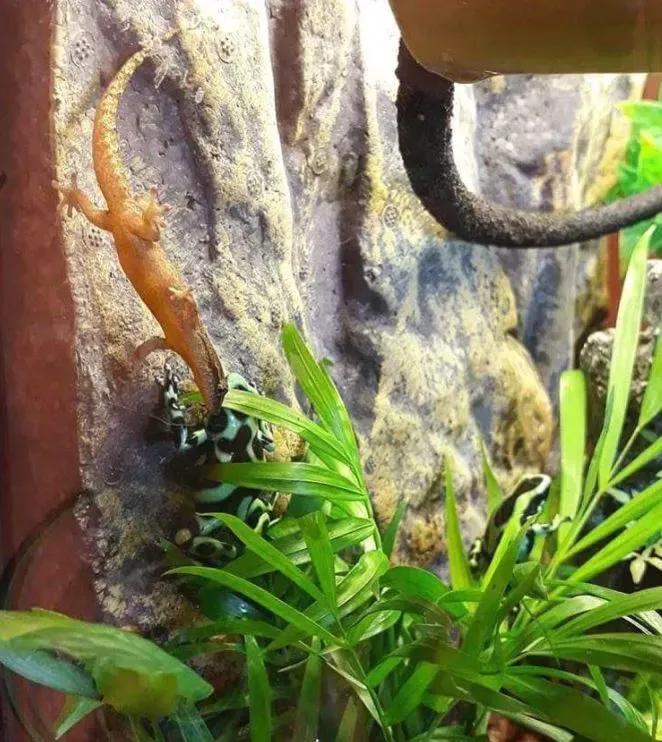 Mourning geckos housed with dart frogs