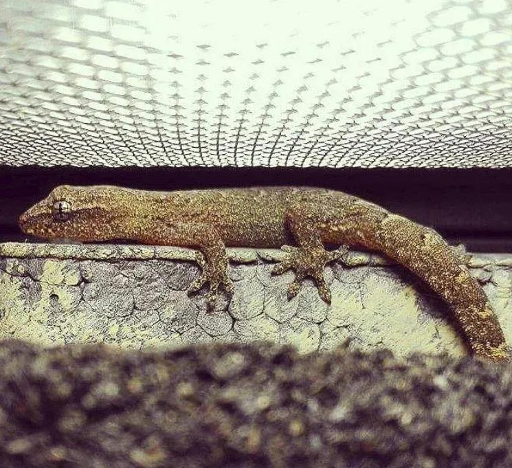 Mourning Gecko in a mesh topped enclosure