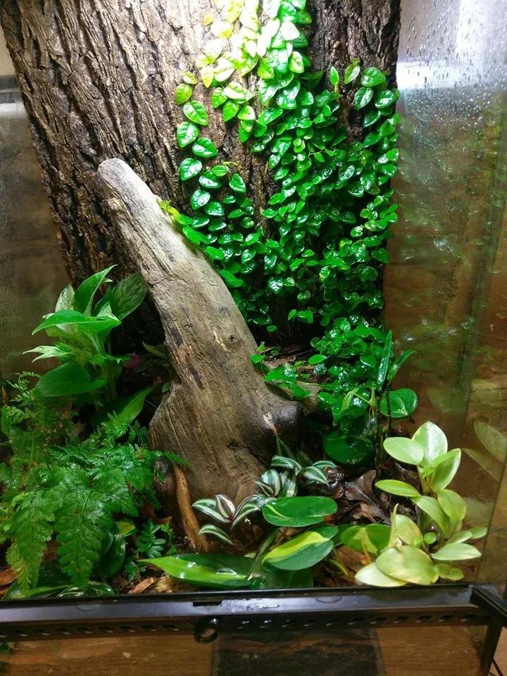 Mourning Gecko Enclosure Photo Contributed by Nathan Barretto